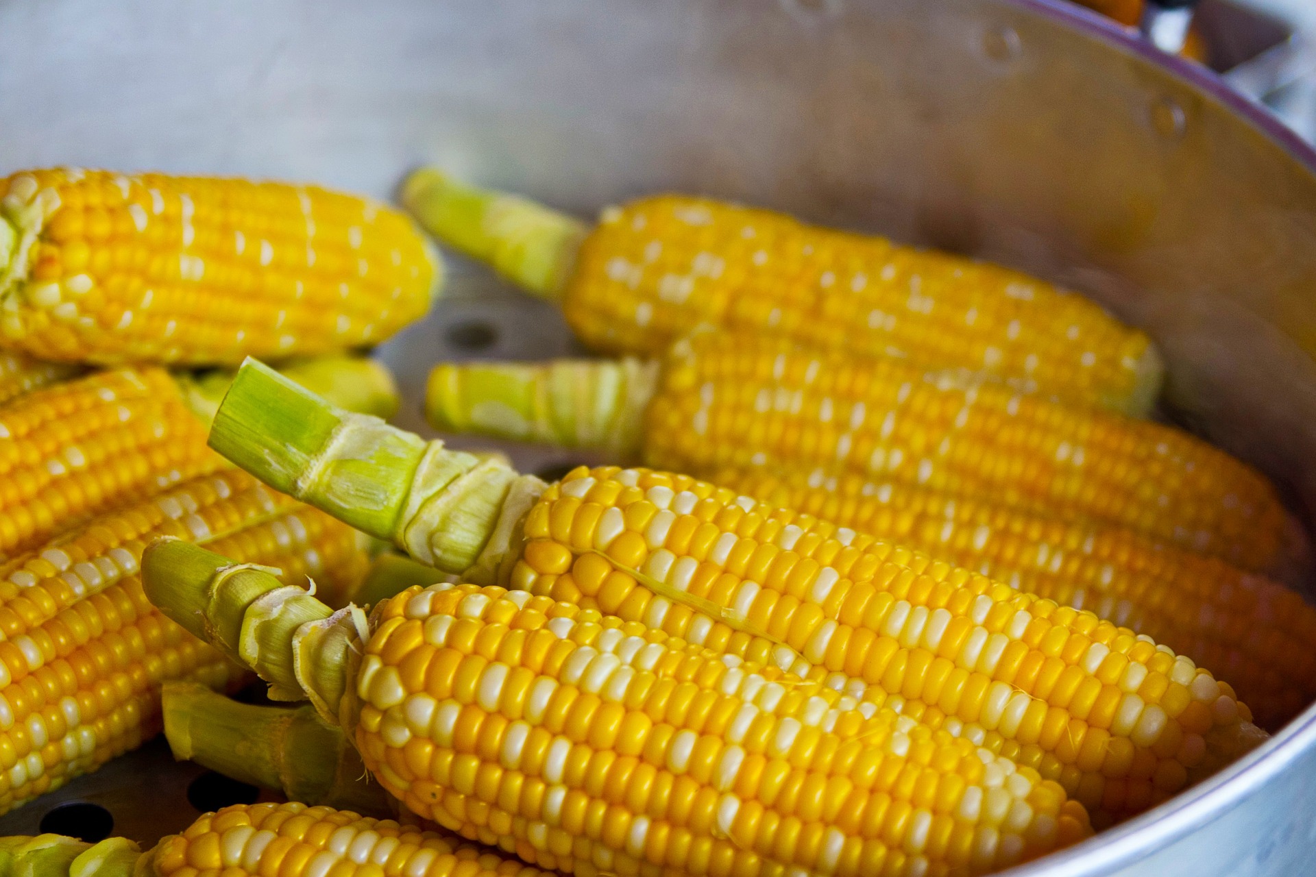 Ears of shucked yellow corn lying in a metal pot